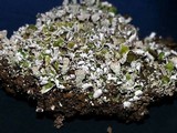 Cladonia pyxidata image