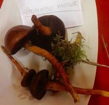 Chroogomphus vinicolor image