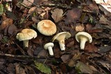 Lactarius deceptivus image