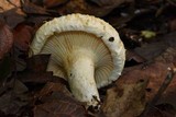 Lactarius deceptivus image