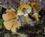 Cystoderma fallax image