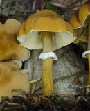 Cystoderma fallax image