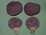 Scleroderma areolatum image