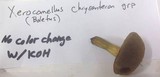 Boletus chrysenteron image