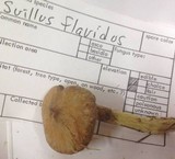 Suillus flavidus image
