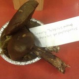 Tylopilus porphyrosporus image