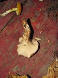 Gomphus kauffmanii image