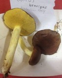 Suillus brevipes image