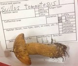 Suillus tomentosus image