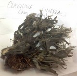 Clavulina cinerea image