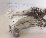 Hypomyces cervinigenus image
