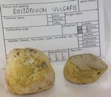 Rhizopogon roseolus image