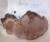 Fomitopsis cajanderi image