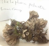 Thelephora palmata image