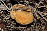 Hydnum umbilicatum image