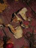 Gomphus kauffmanii image