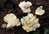 Cantharellus subalbidus image