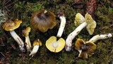 Tricholoma subsejunctum image