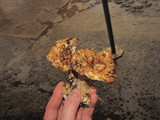 Gomphus kauffmanii image