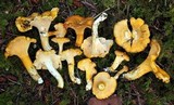 Cantharellus formosus image