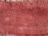 Pluteus thomsonii image