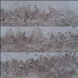 Pluteus thomsonii image