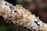 Steccherinum bourdotii image