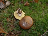 Suillus luteus image
