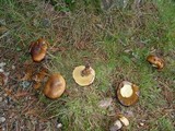 Suillus luteus image