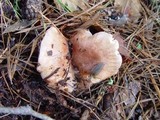 Lactarius hysginus image