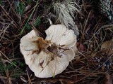 Lactarius hysginus image