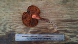 Phaeocollybia redheadii image