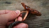 Phaeocollybia redheadii image