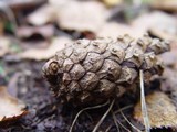 Pezicula eucrita image