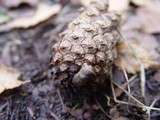 Pezicula eucrita image