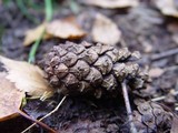 Pezicula eucrita image