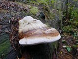 Fomitopsis officinalis image