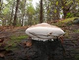 Fomitopsis officinalis image
