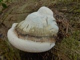 Fomitopsis officinalis image