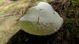 Fomitopsis officinalis image