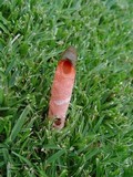 Mutinus elegans image