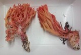 Ramaria araiospora image