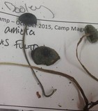 Mycena amicta image
