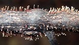 Tubercularia lateritia image