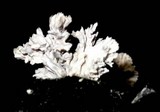 Xylocoremium flabelliforme image