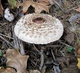 Chlorophyllum rachodes image