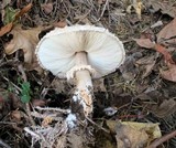 Chlorophyllum rachodes image