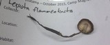 Lepiota flammeatincta image