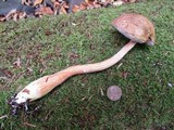 Austroboletus gracilis image