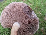 Austroboletus gracilis image